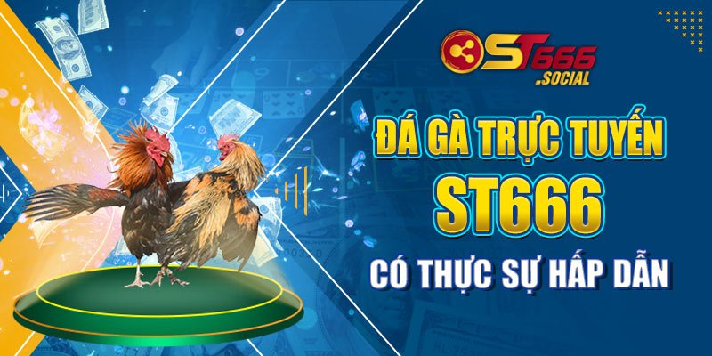 Đá gà trực tuyến ST666 có thực sự hấp dẫn?