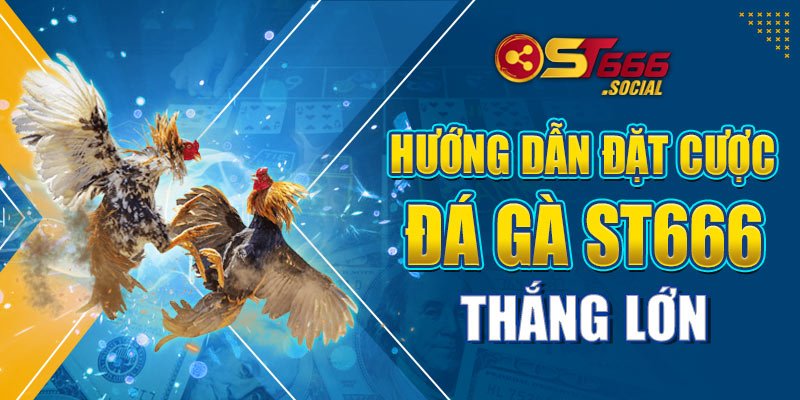 Hướng Dẫn Đặt Cược Đá Gà ST666 Thắng Lớn